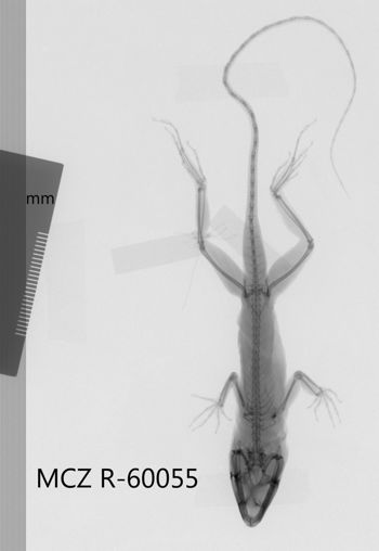 Media type: image;   Herpetology R-60055 Aspect: dorsoventral x-ray